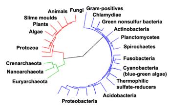 Phylogenetic tree showing the relationship between the eukaryotes and other forms of life. Eukaryotes are colored red, archaea green and bacteria blue.